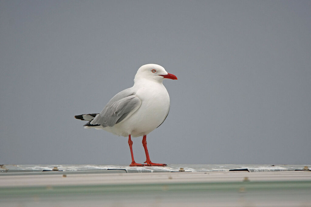 Mouette argentée