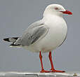 Mouette argentée