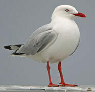 Silver Gull