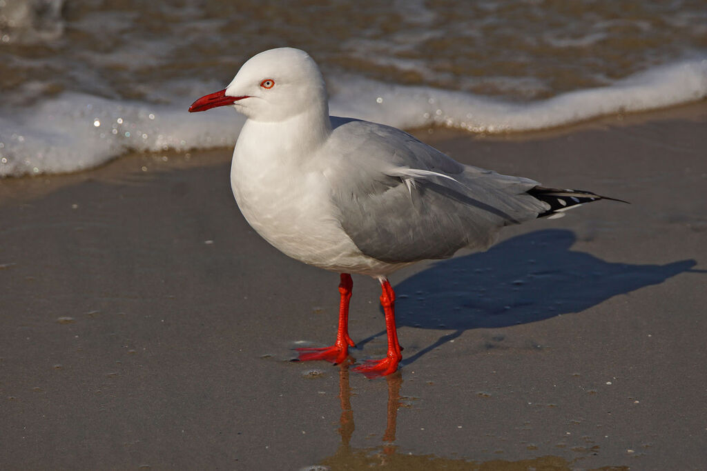 Mouette argentée