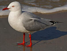 Silver Gull