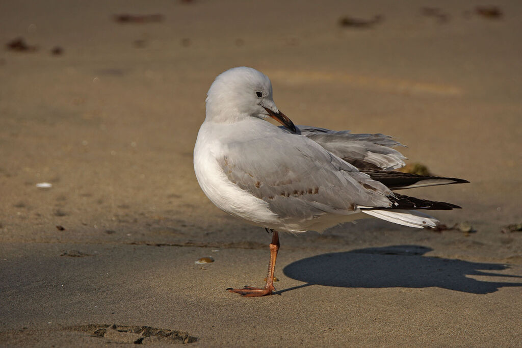 Mouette argentéeimmature