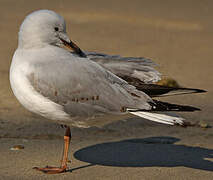 Silver Gull