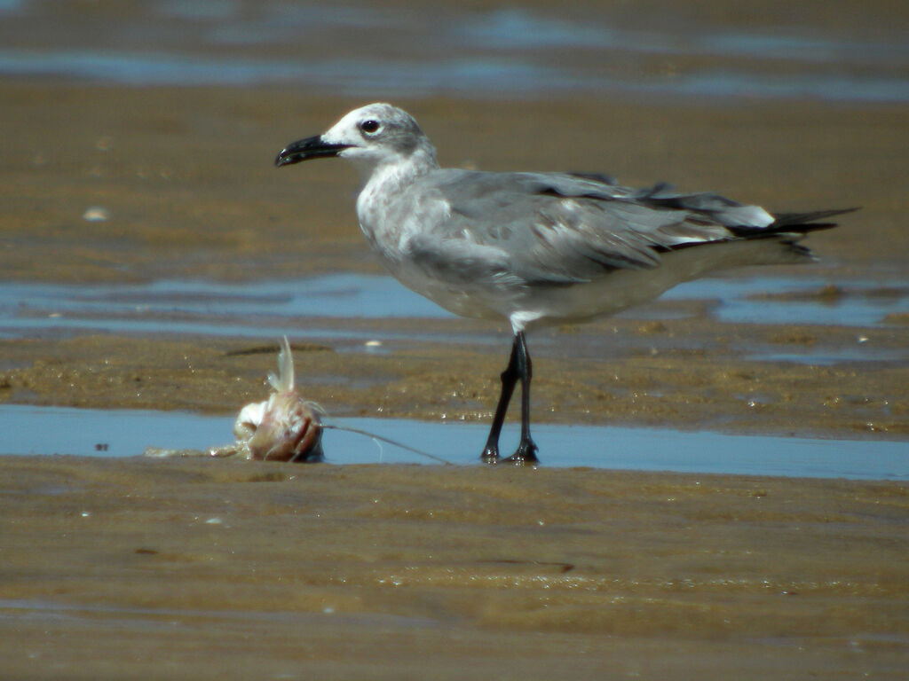 Laughing Gull