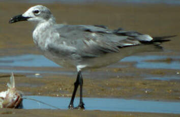 Mouette atricille