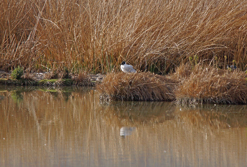 Mouette des Andesadulte nuptial