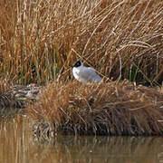 Andean Gull