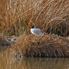 Mouette des Andes