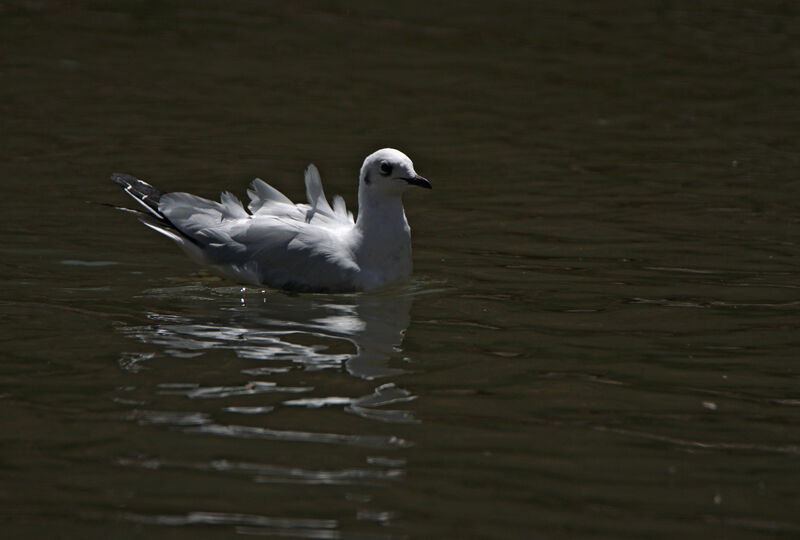 Mouette des Andes