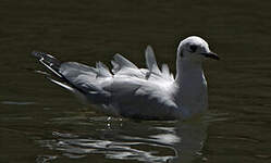 Mouette des Andes