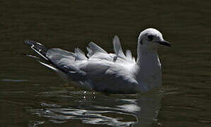 Mouette des Andes