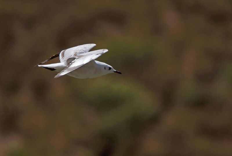 Mouette des Andes, Vol