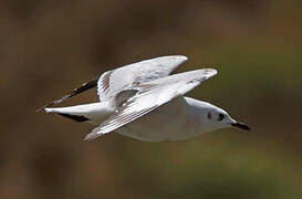 Mouette des Andes