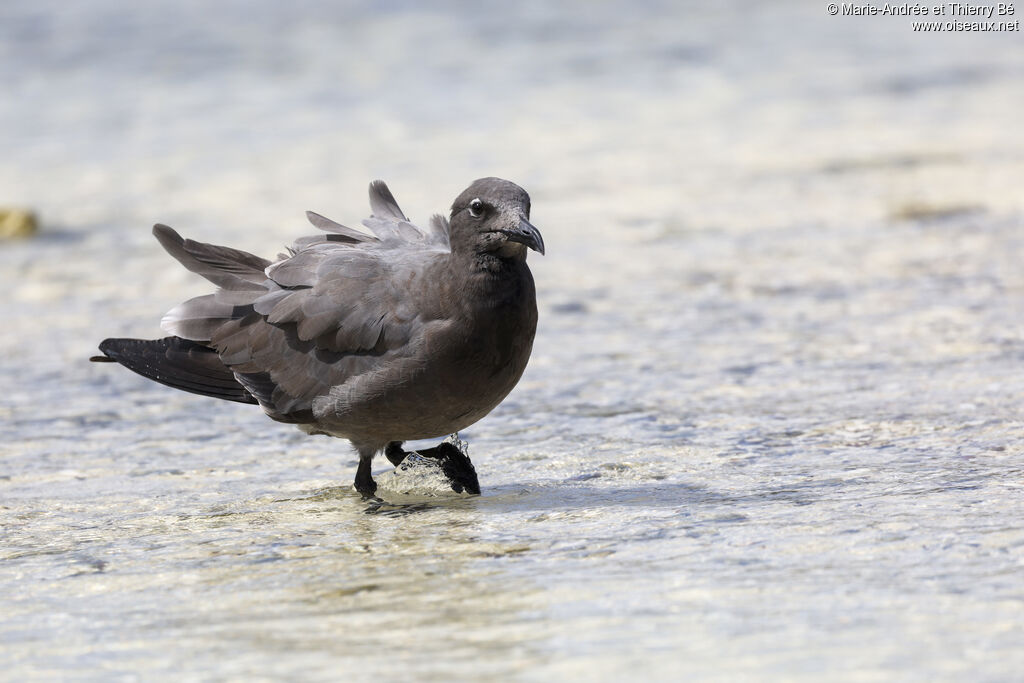 Lava Gull