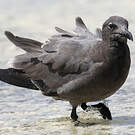 Mouette obscure