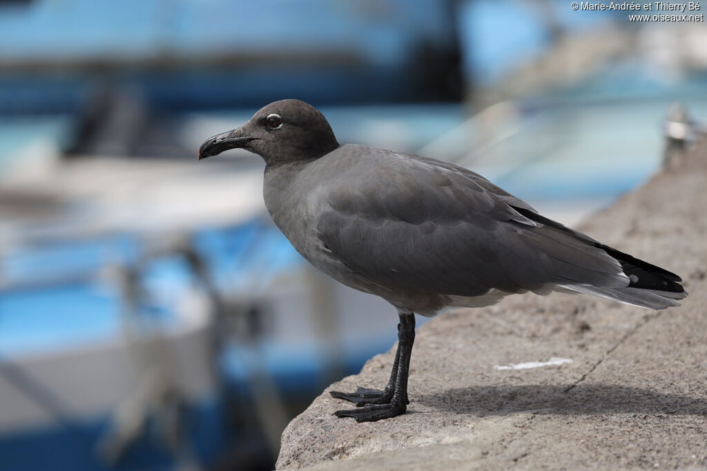 Lava Gull