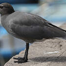 Mouette obscure