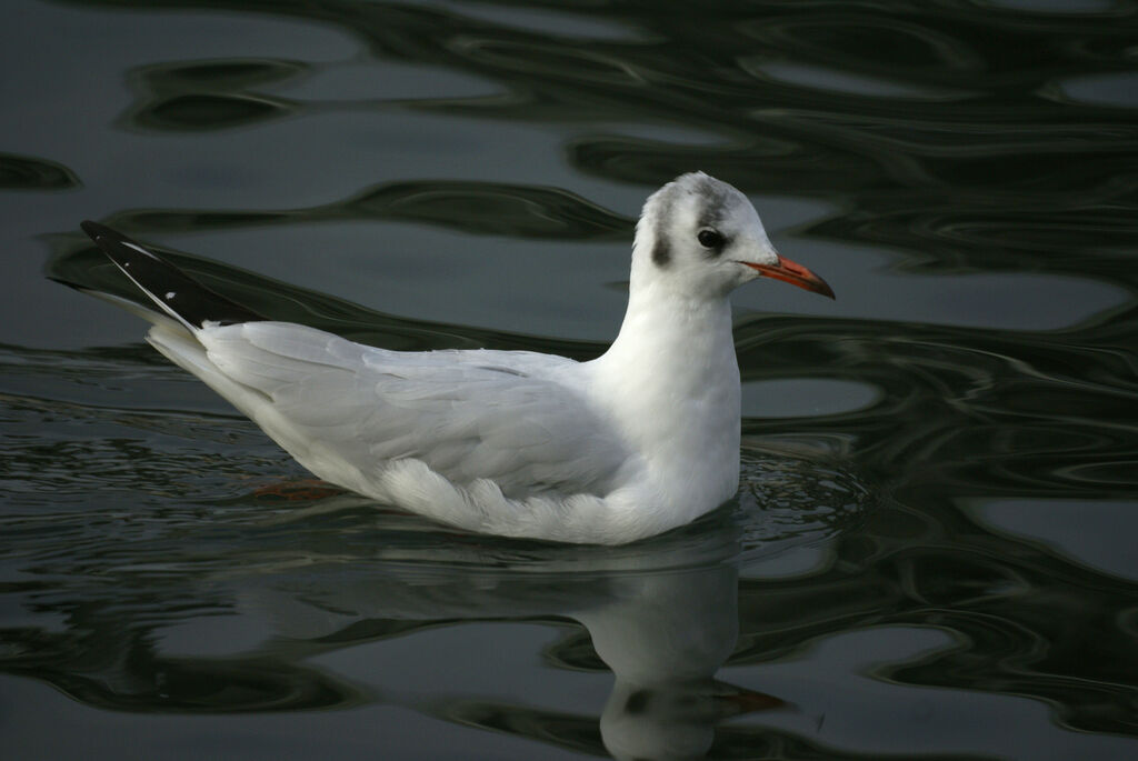 Mouette rieuse