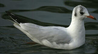 Mouette rieuse