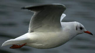 Mouette rieuse