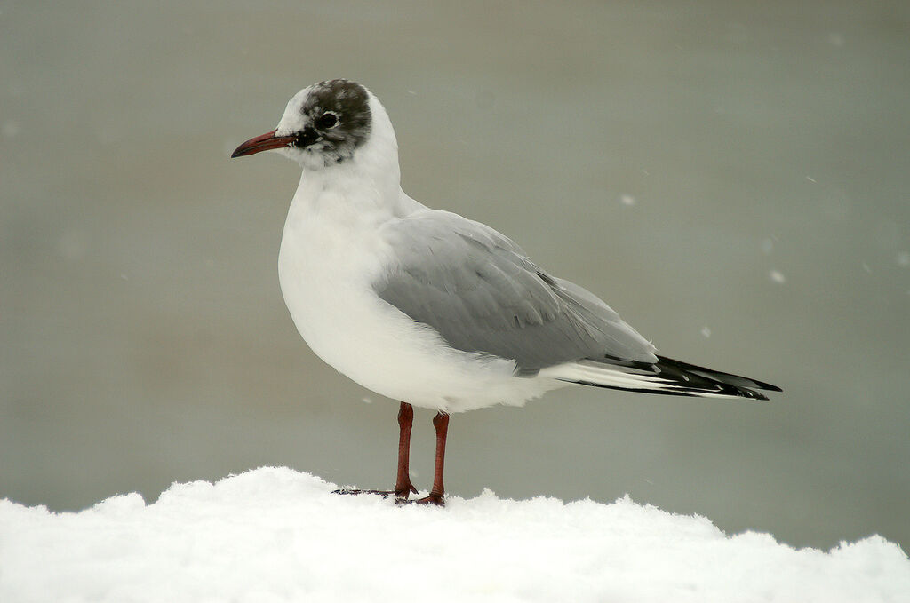 Mouette rieuse