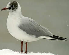 Mouette rieuse