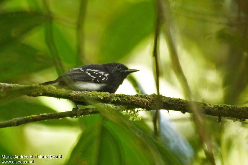 Myrmidon à flancs blancs mâle adulte, habitat