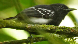 White-flanked Antwren