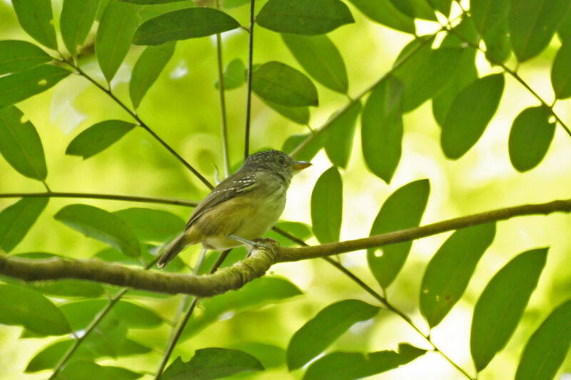 White-flanked Antwren female