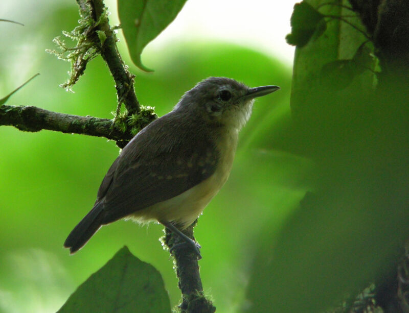 White-flanked Antwren female