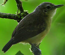 White-flanked Antwren