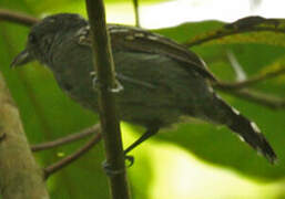 Slaty Antwren