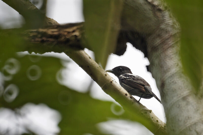 Slaty Antwren