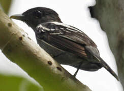 Slaty Antwren