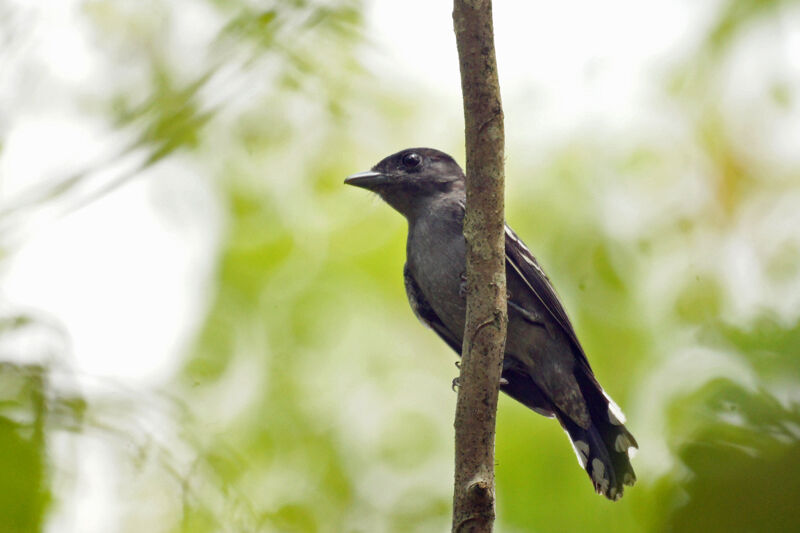 Slaty Antwren