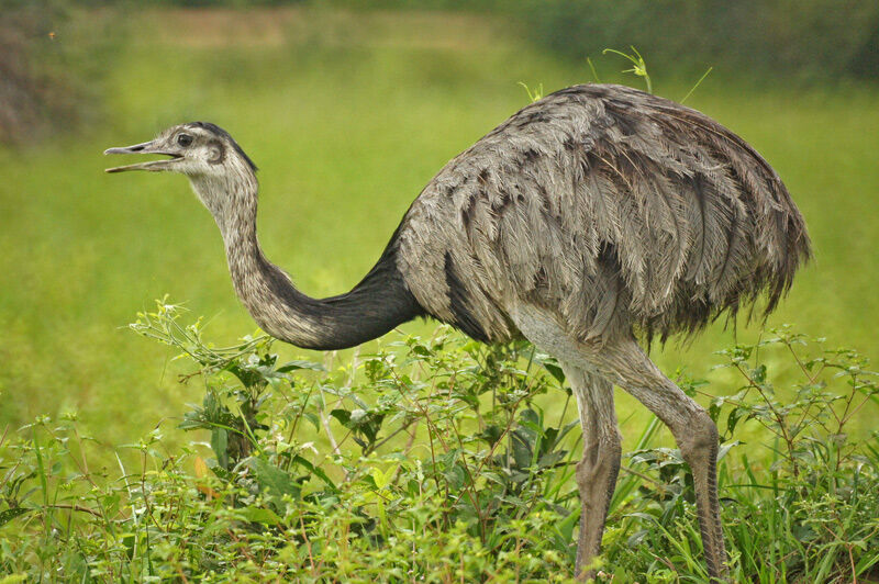 Greater Rhea