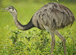 Greater Rhea