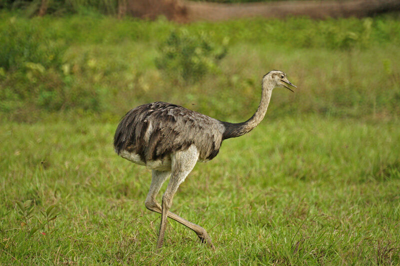 Greater Rhea