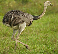 Greater Rhea