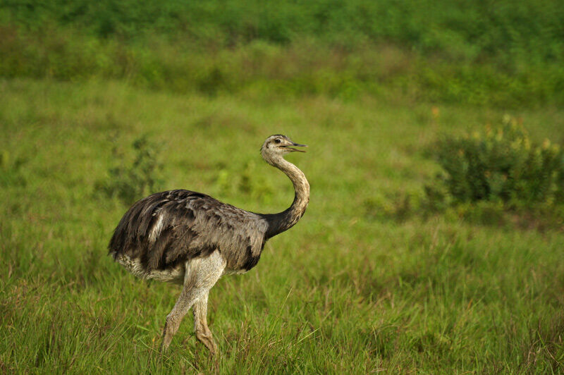 Greater Rhea