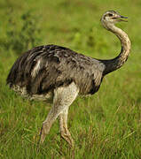 Greater Rhea