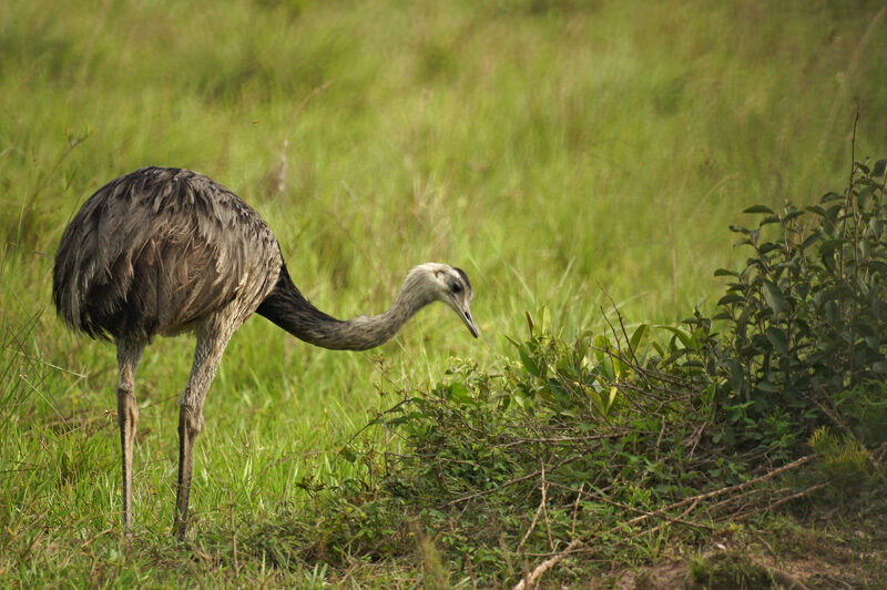 Greater Rhea