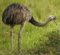 Greater Rhea