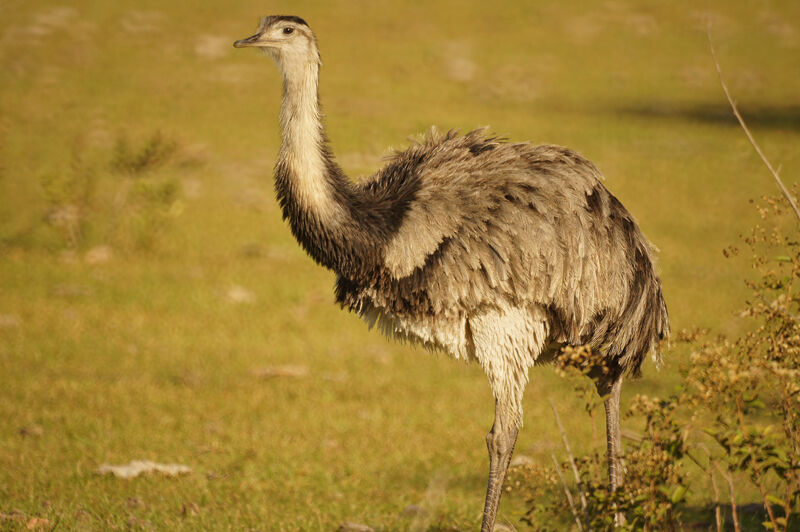 Greater Rhea