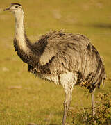 Greater Rhea