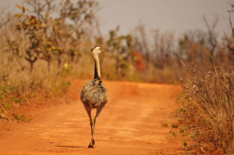 Greater Rhea