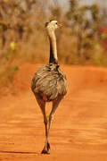 Greater Rhea