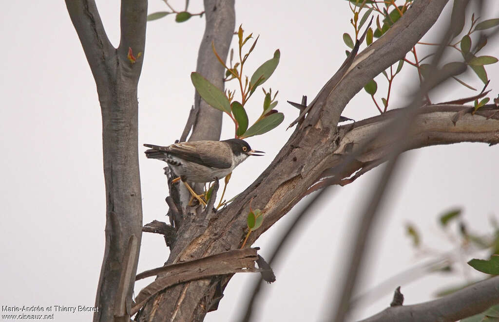 Varied Sittellaadult, identification