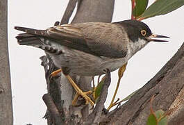 Varied Sittella