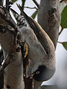 Varied Sittella